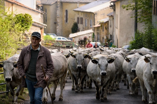Transhumance 2026 entre Belfort et La Fajolle